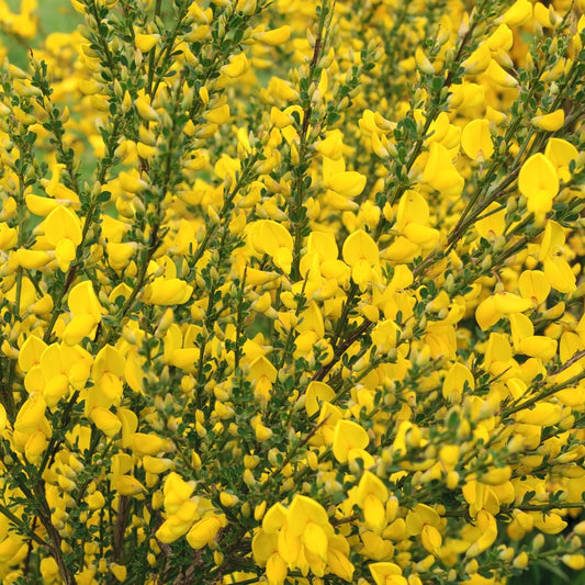 Cytisus 'Vanesse' 1L / 2L