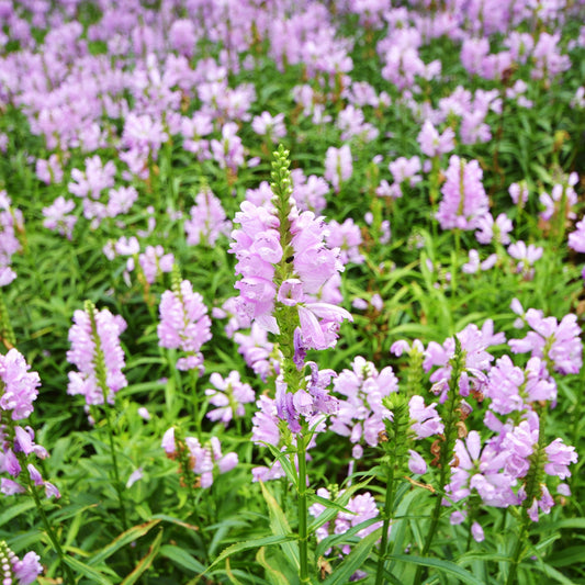 PHYSOSTEGIA virginiana 'Rose Bouquet' 9cm