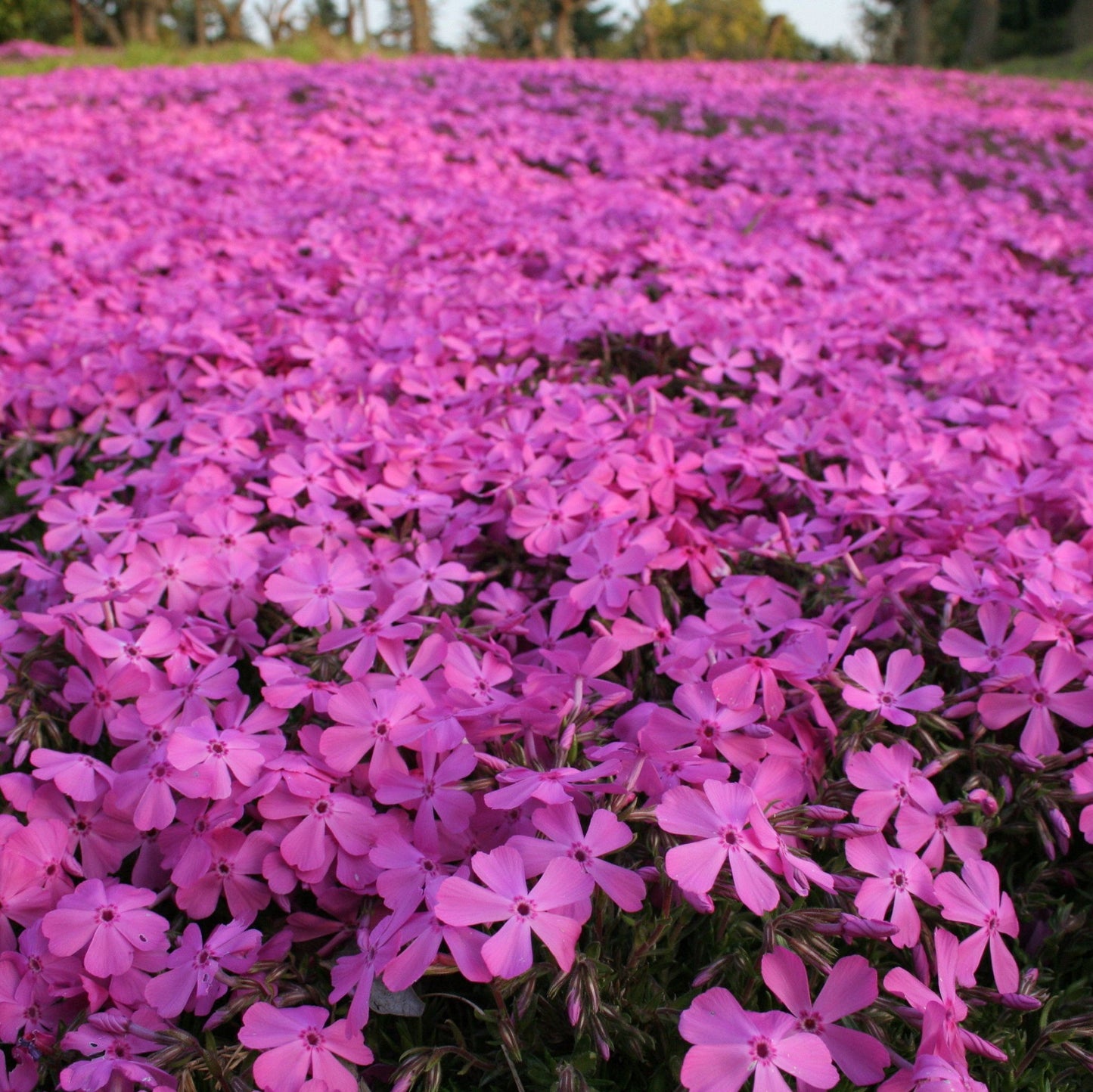 Phlox subulata 'MacDaniel's Cushion' (Young Perennial)