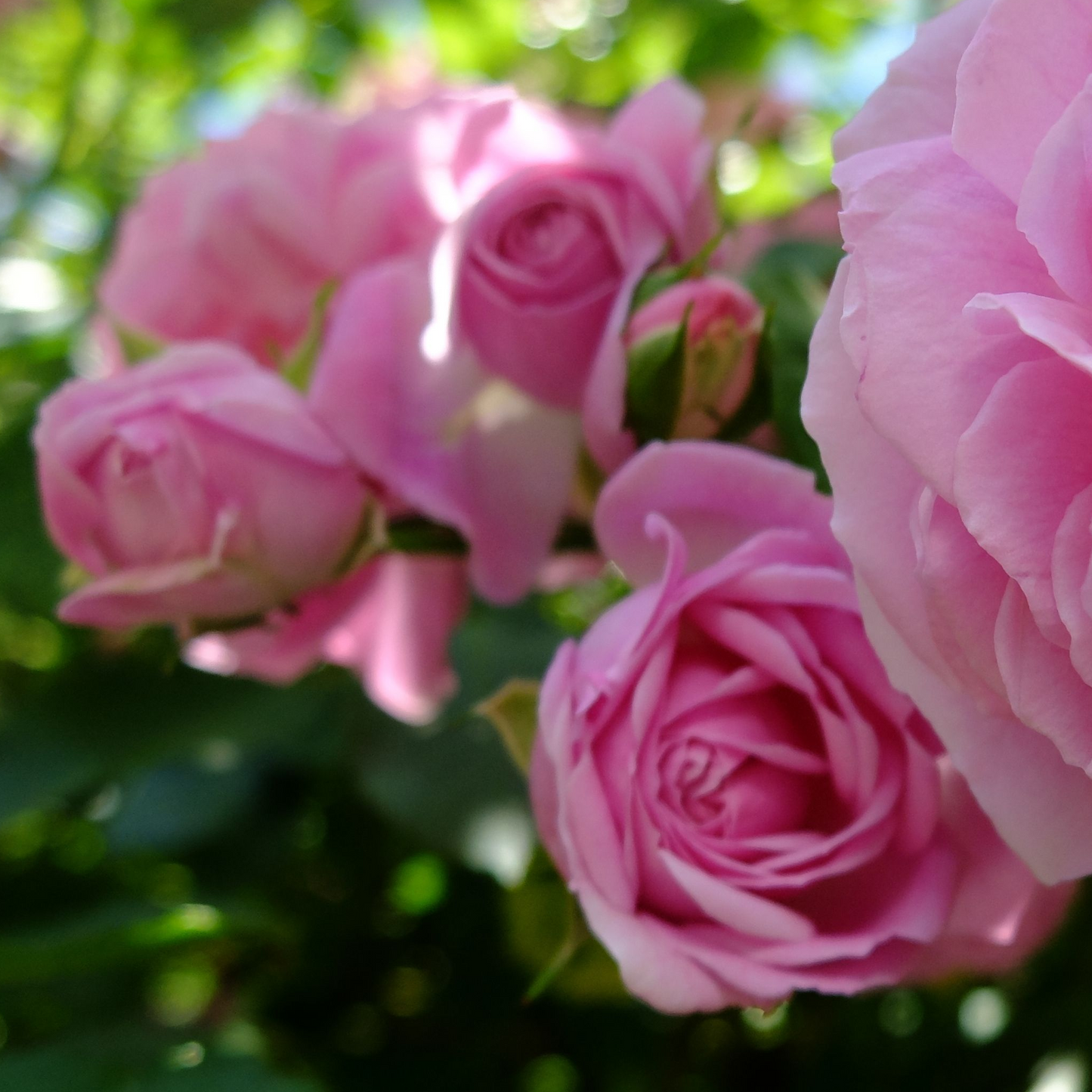 Special Anniversary Rose | Hybrid Tea Rose | 4L Potted Rose (PRE ORDER DECEMBER '25)