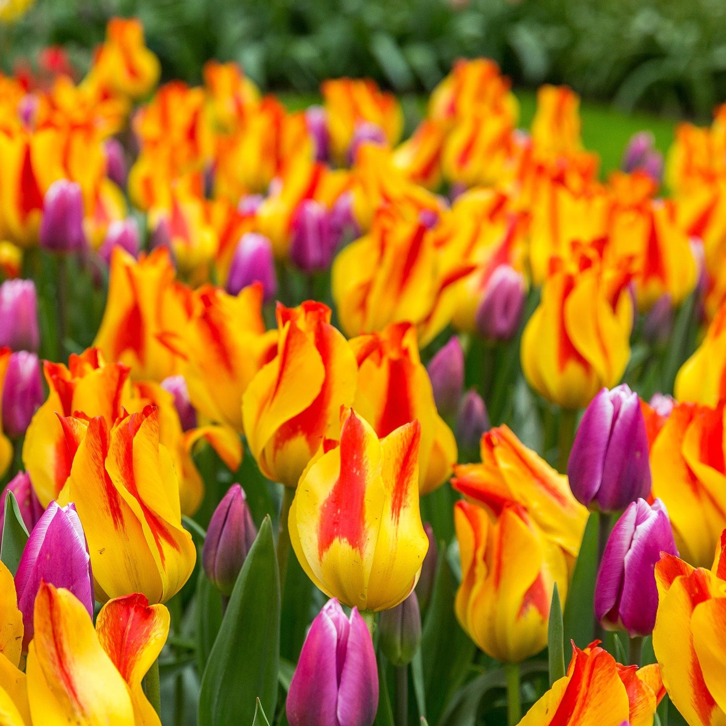 Tulip 'Giuseppe Verdi' (5 Bulbs)