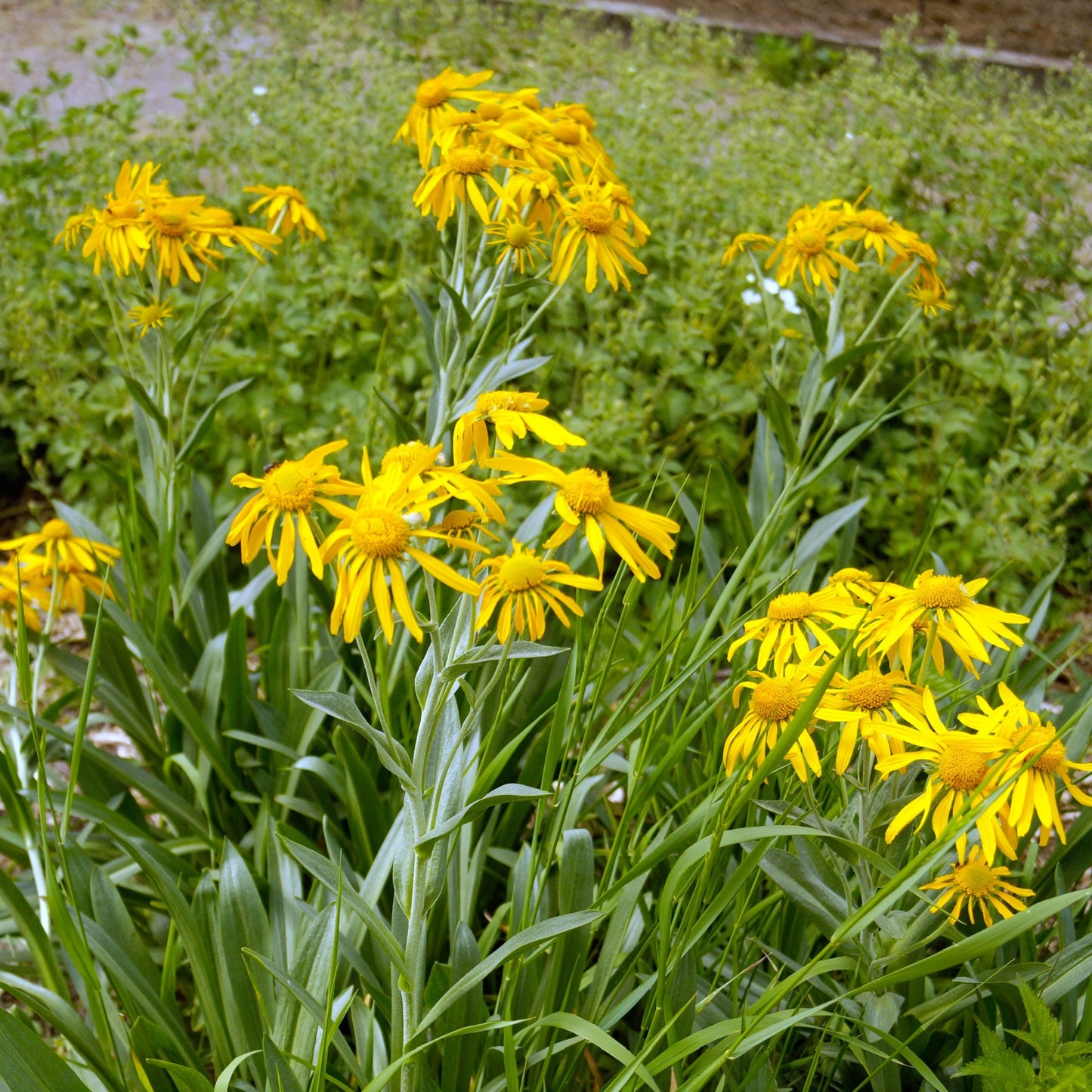 Helenium 'hoopesii' 9cm Pot