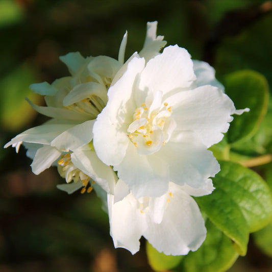Philadelphus 'Schneesturm' 1L