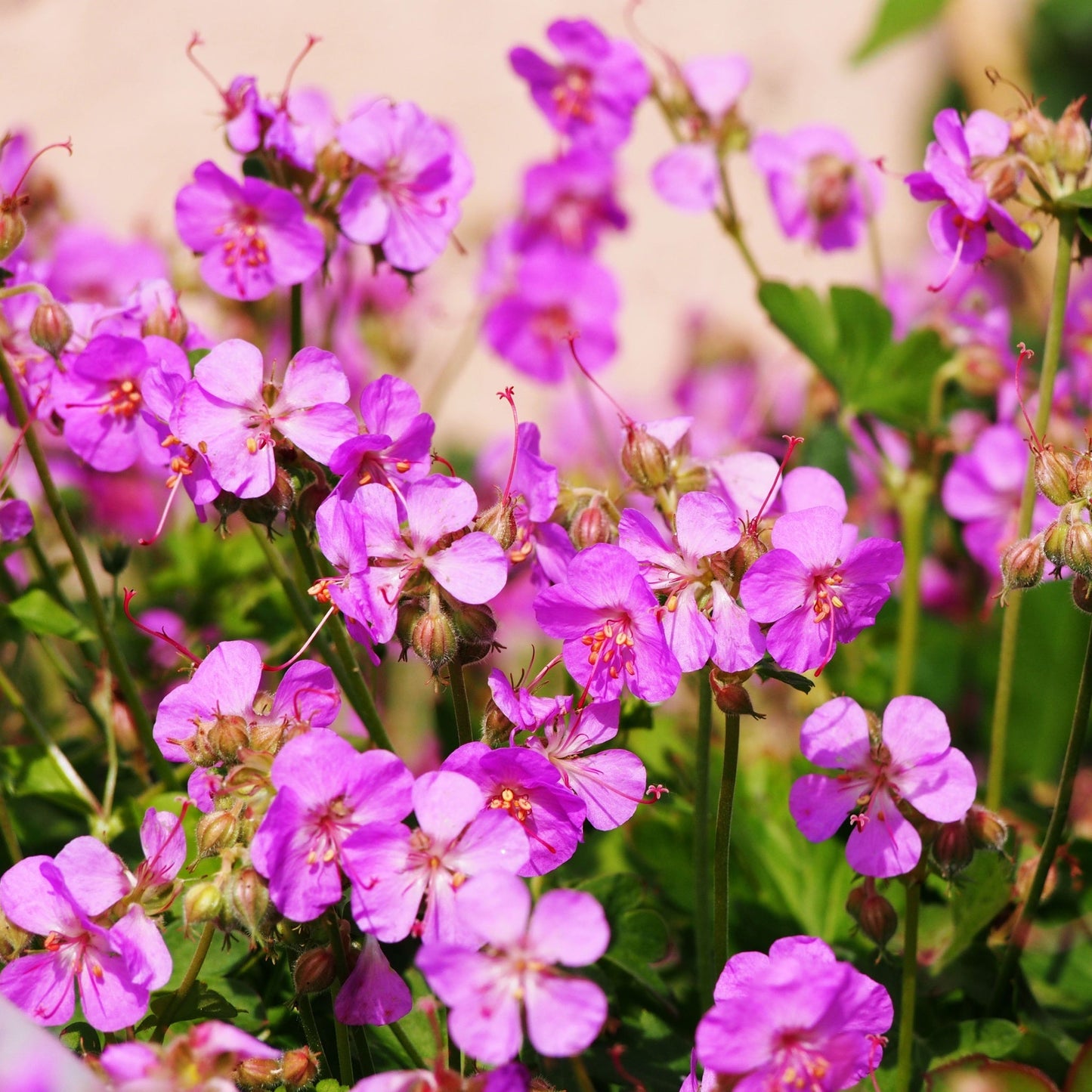 Geranium x cantabrigiense 'Cambridge' (Young Perennial)