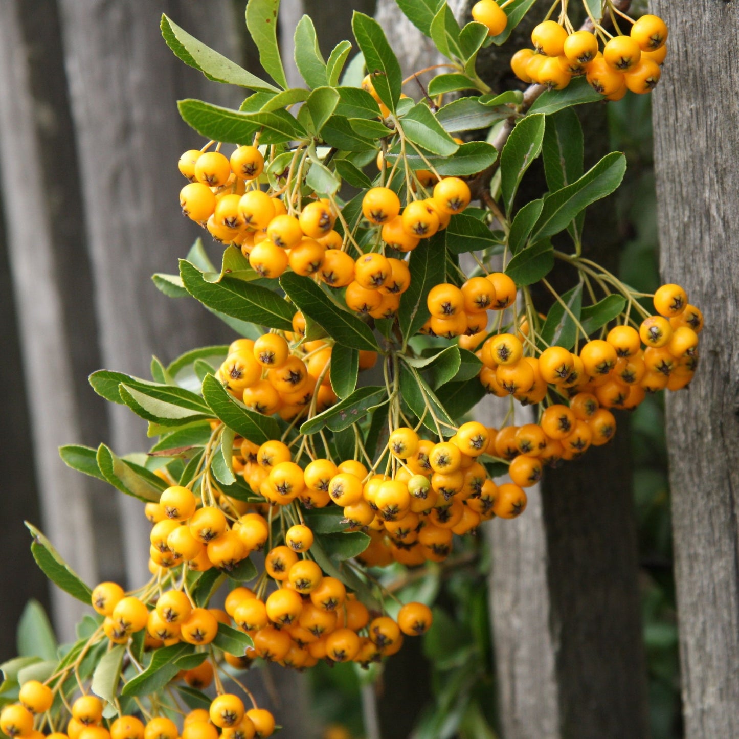 Pyracantha 'Soleil D'or' 1L/2L