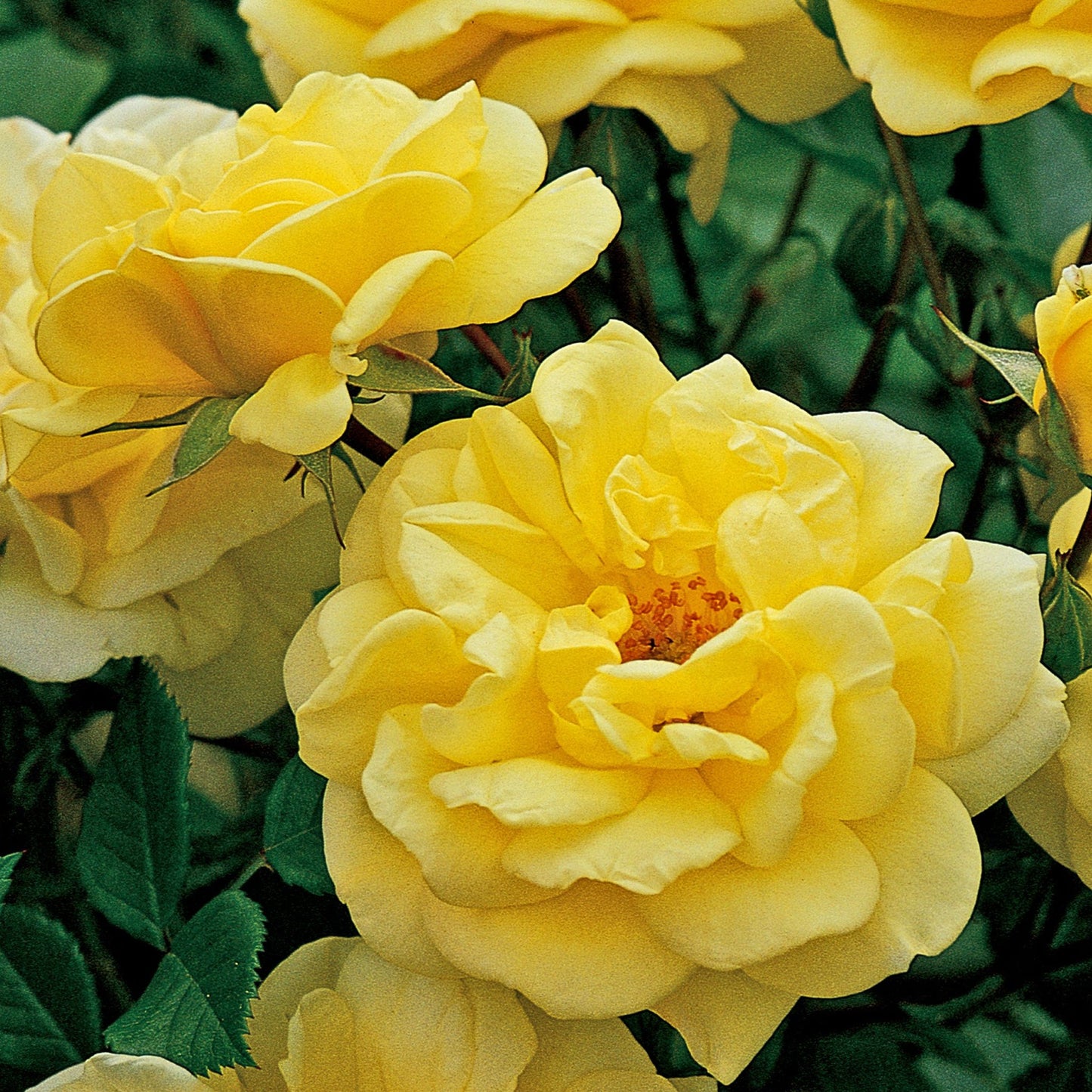 Rose Golden Memories | Floribunda | 4L Potted Rose (PRE ORDER DECEMBER '25)
