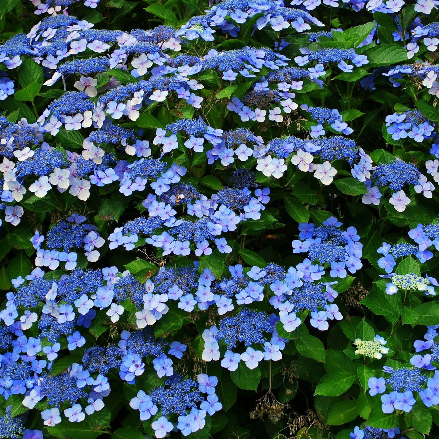 Hydrangea 'French Bolero' Blue 2L / 3L