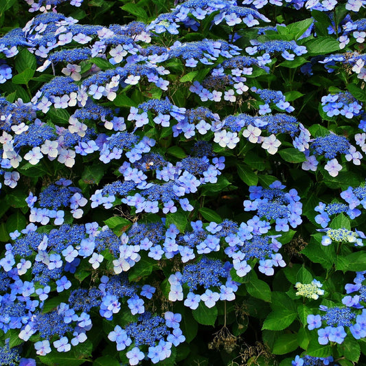 Hydrangea 'French Bolero' Blue 2L / 3L