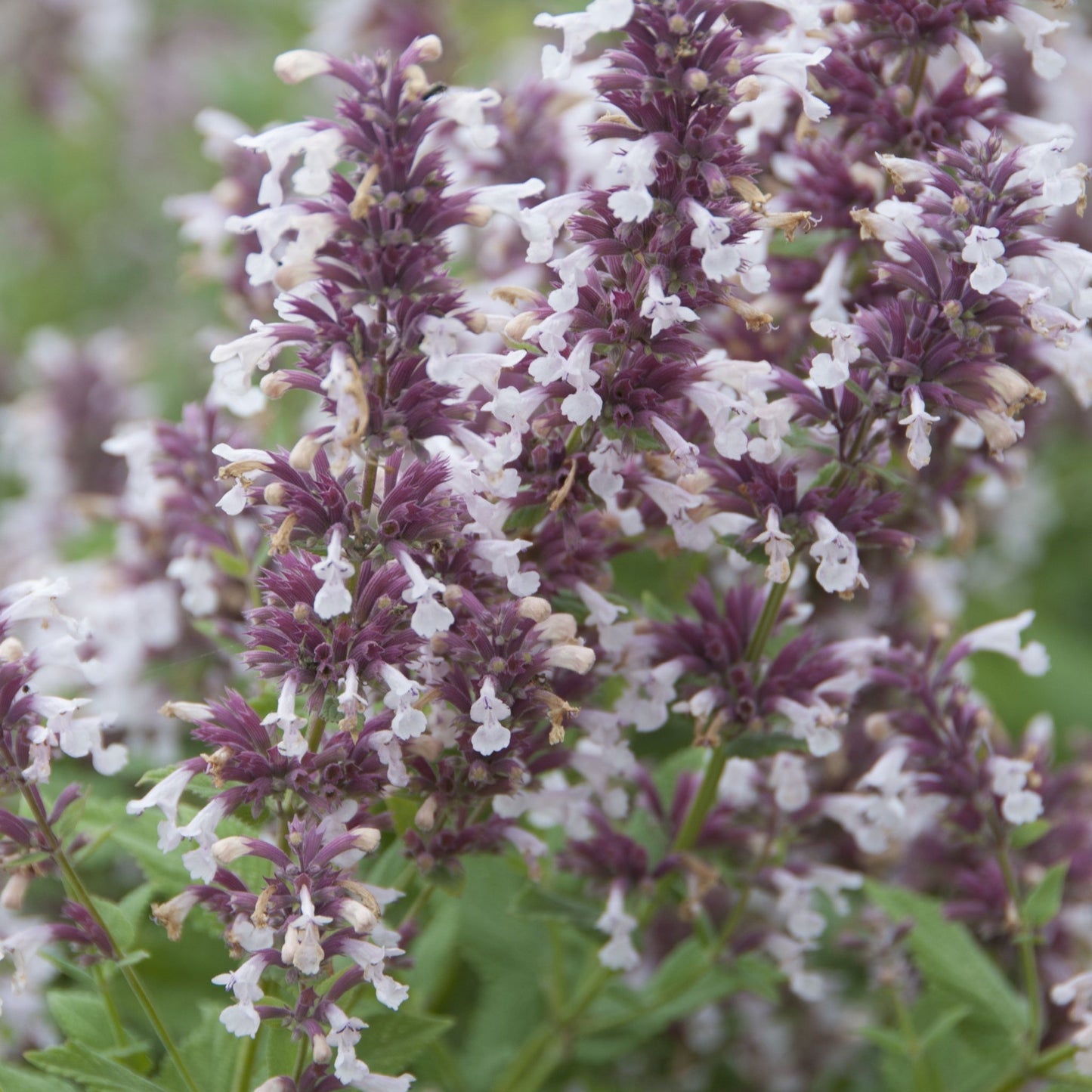 Nepeta grandiflora 'Dawn to Dusk' (Young Perennial)