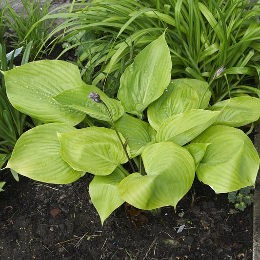Hosta 'Sum and Substance' 9cm/2L