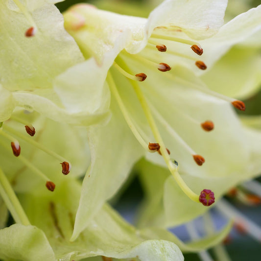 Dwarf Rhododendron 'Shamrock' 1L
