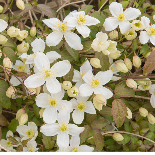 Clematis montana Grandiflora 60cm