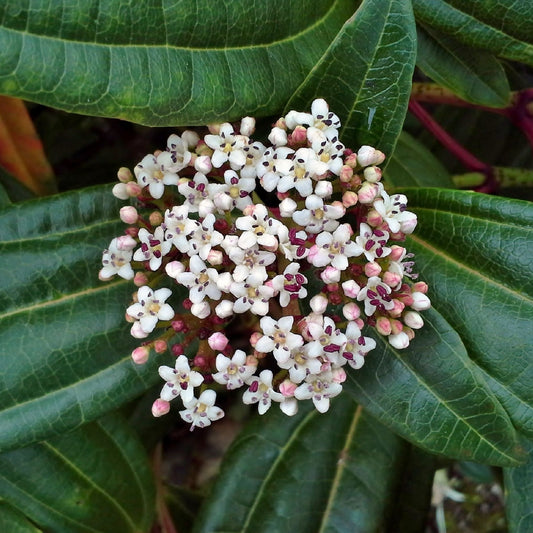 Viburnum davidii 9cm