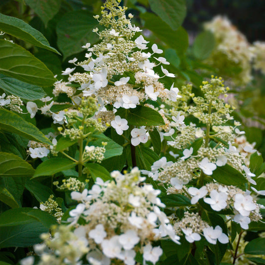 Hydrangea paniculata 'Kyushu' 9cm/2/9.5L