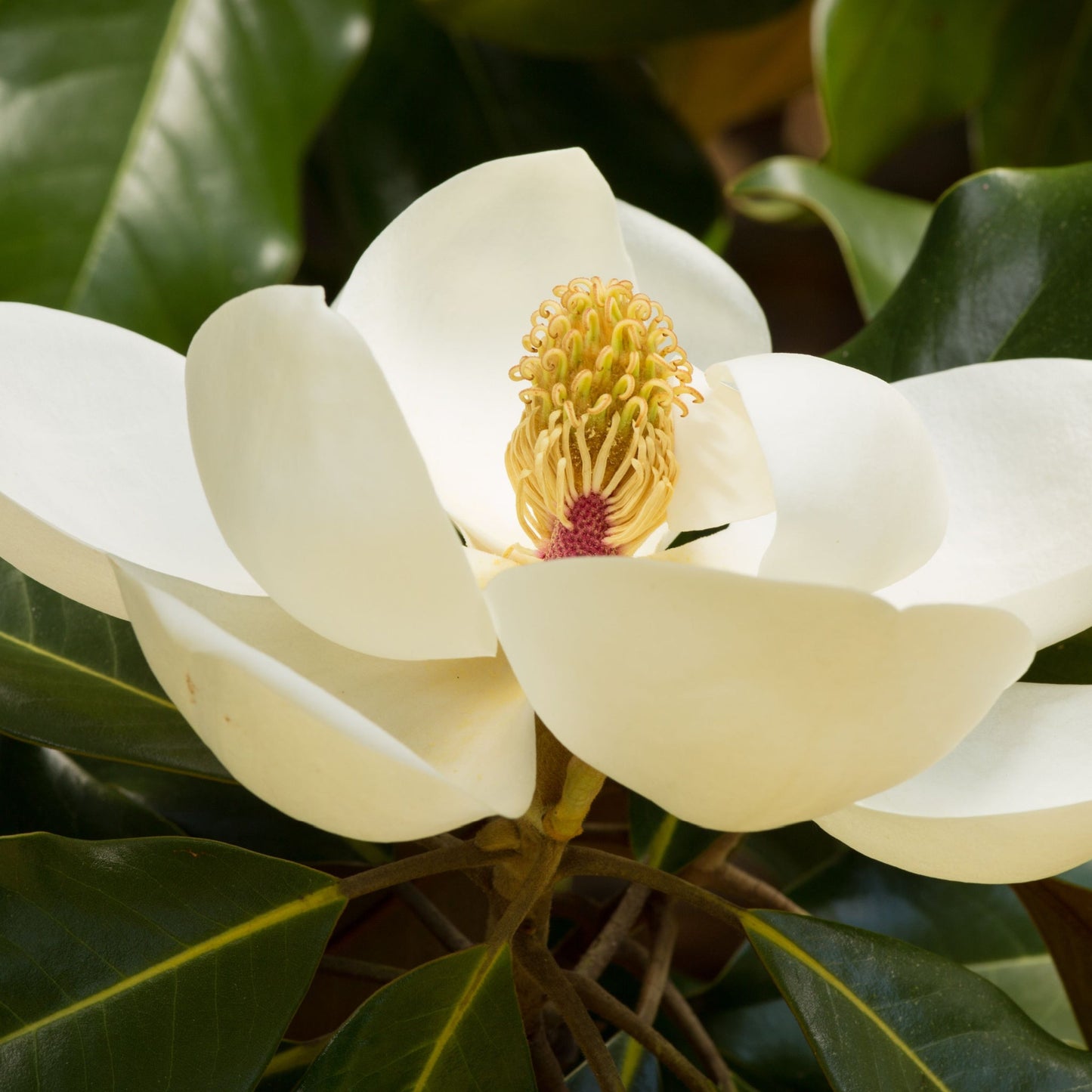 Evergreen Magnolia | Fairy Magnolia 'Honey Velvet' | 60-70cm, 90-100cm