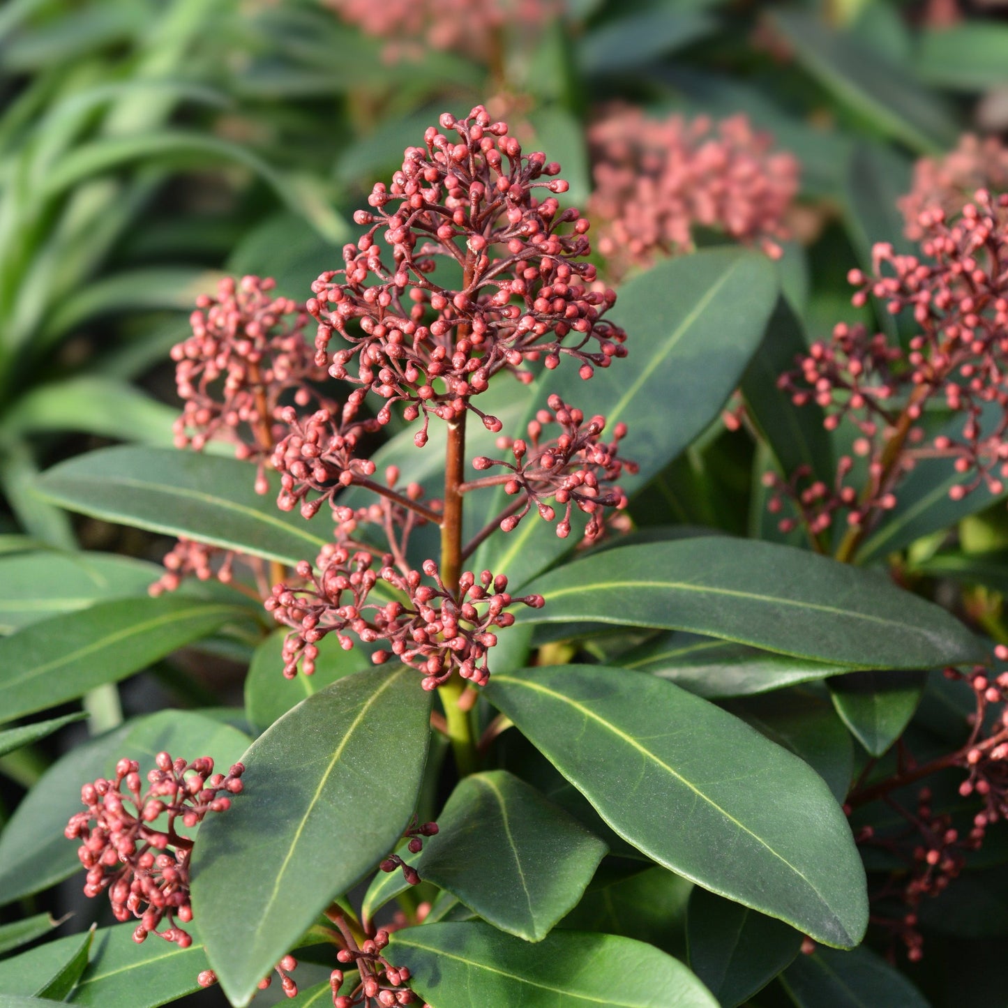 Skimmia japonica Rubella 9cm-12L