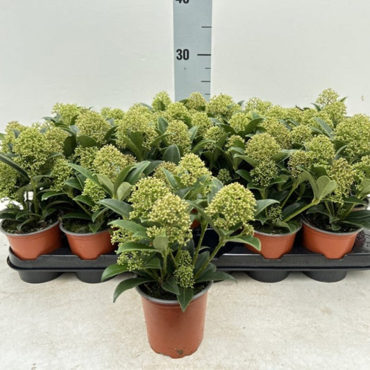 Skimmia japonica 'Marlot' 9cm