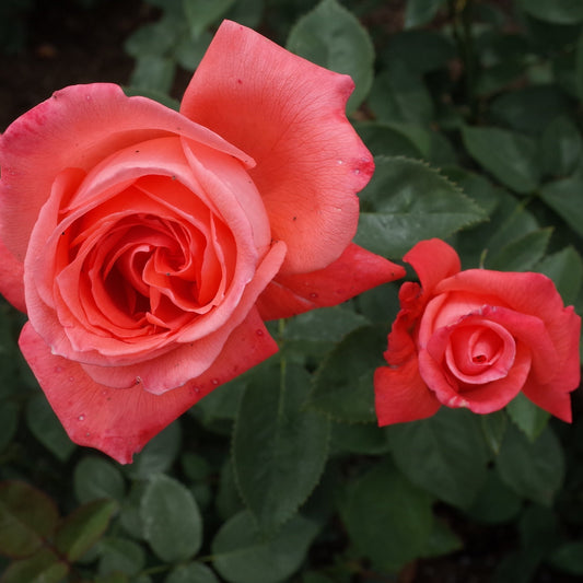 Rose Superstar | Hybrid Tea Rose | 4L Potted Rose (PRE ORDER DECEMBER '25)