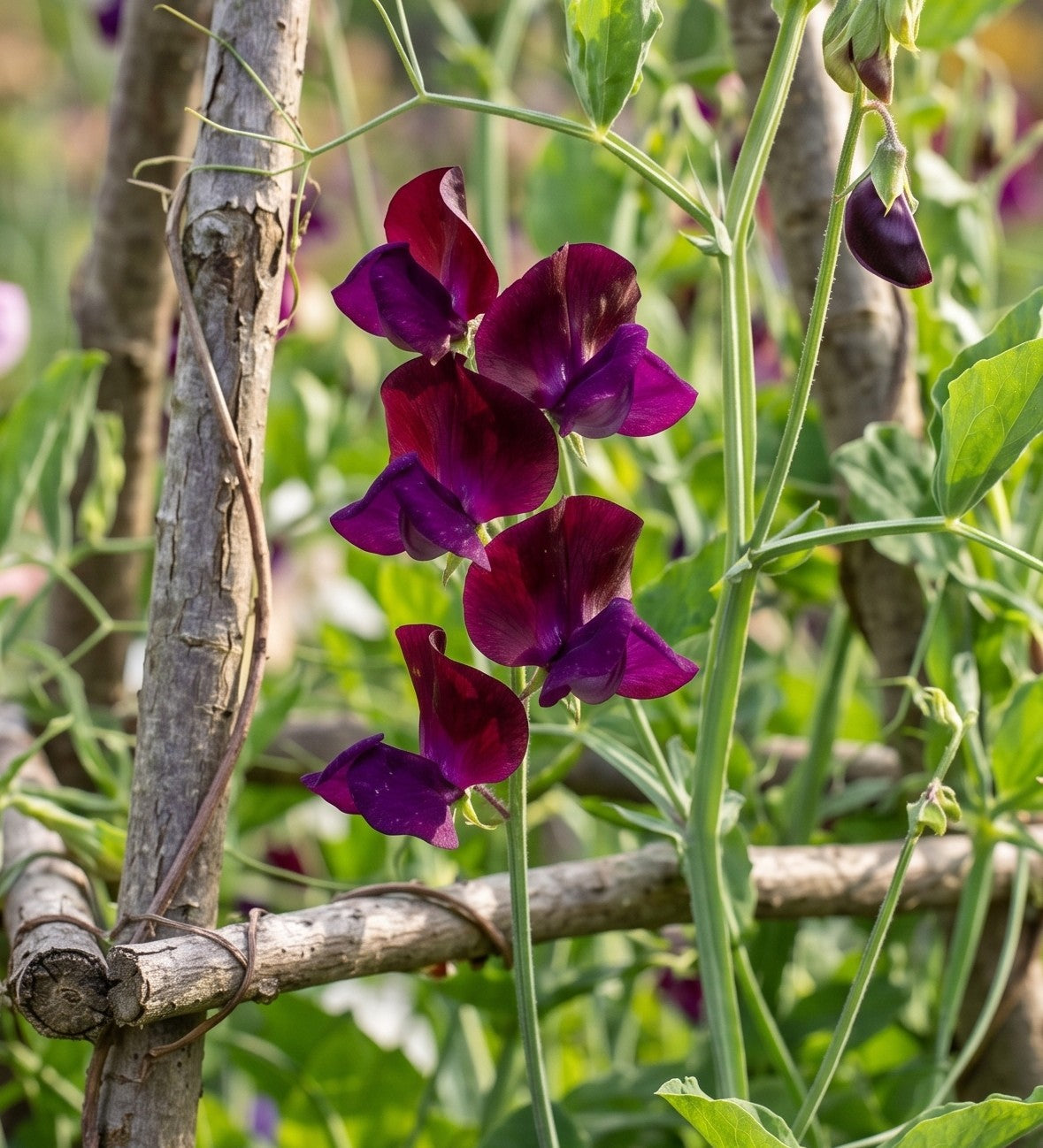 Sweet Pea Black Knight