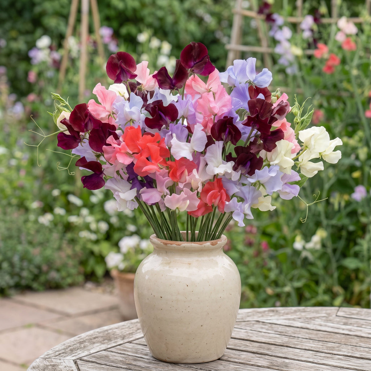 Sweet Pea Show Bench Mix
