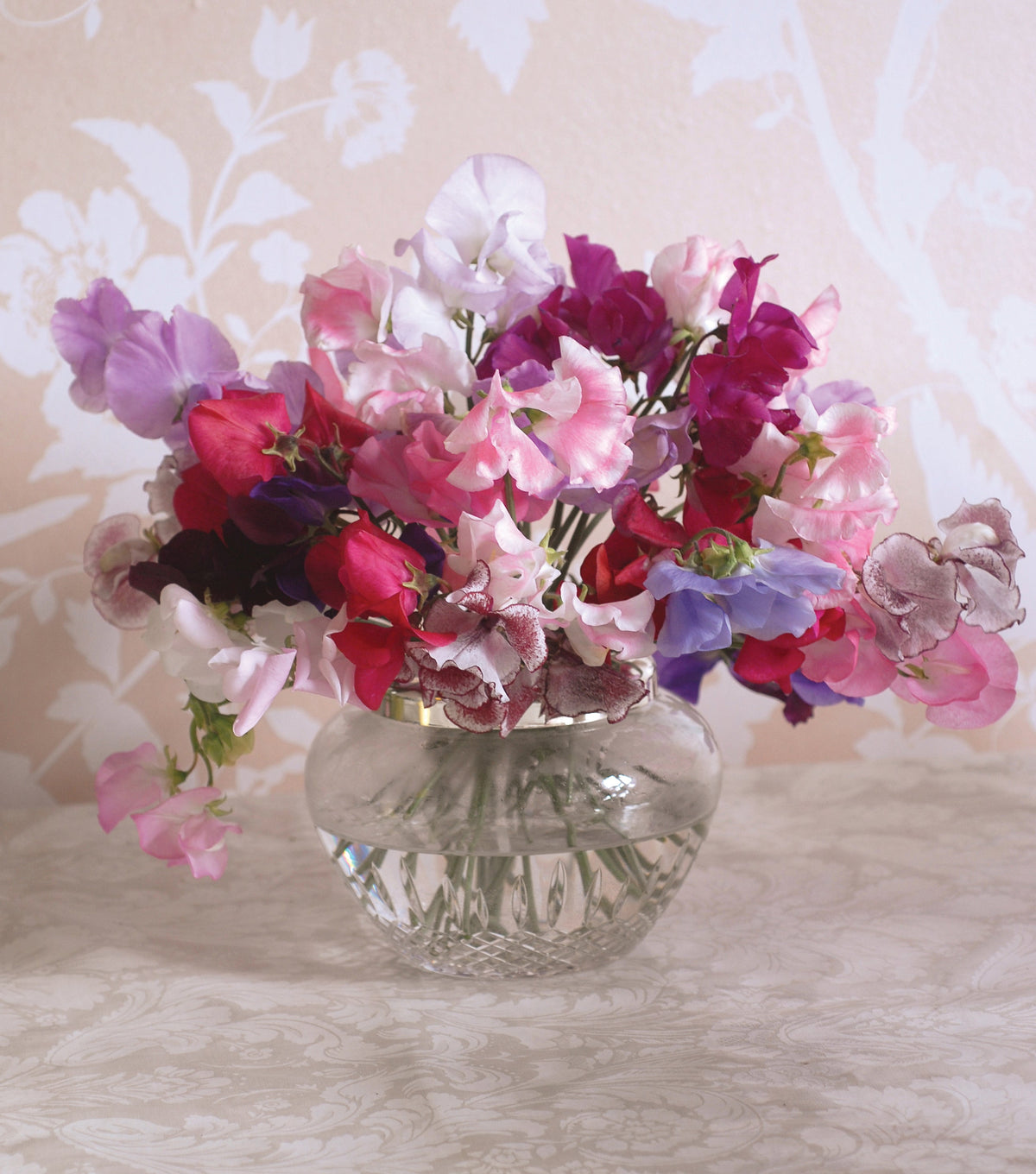 Sweet Pea Sweet Dreams