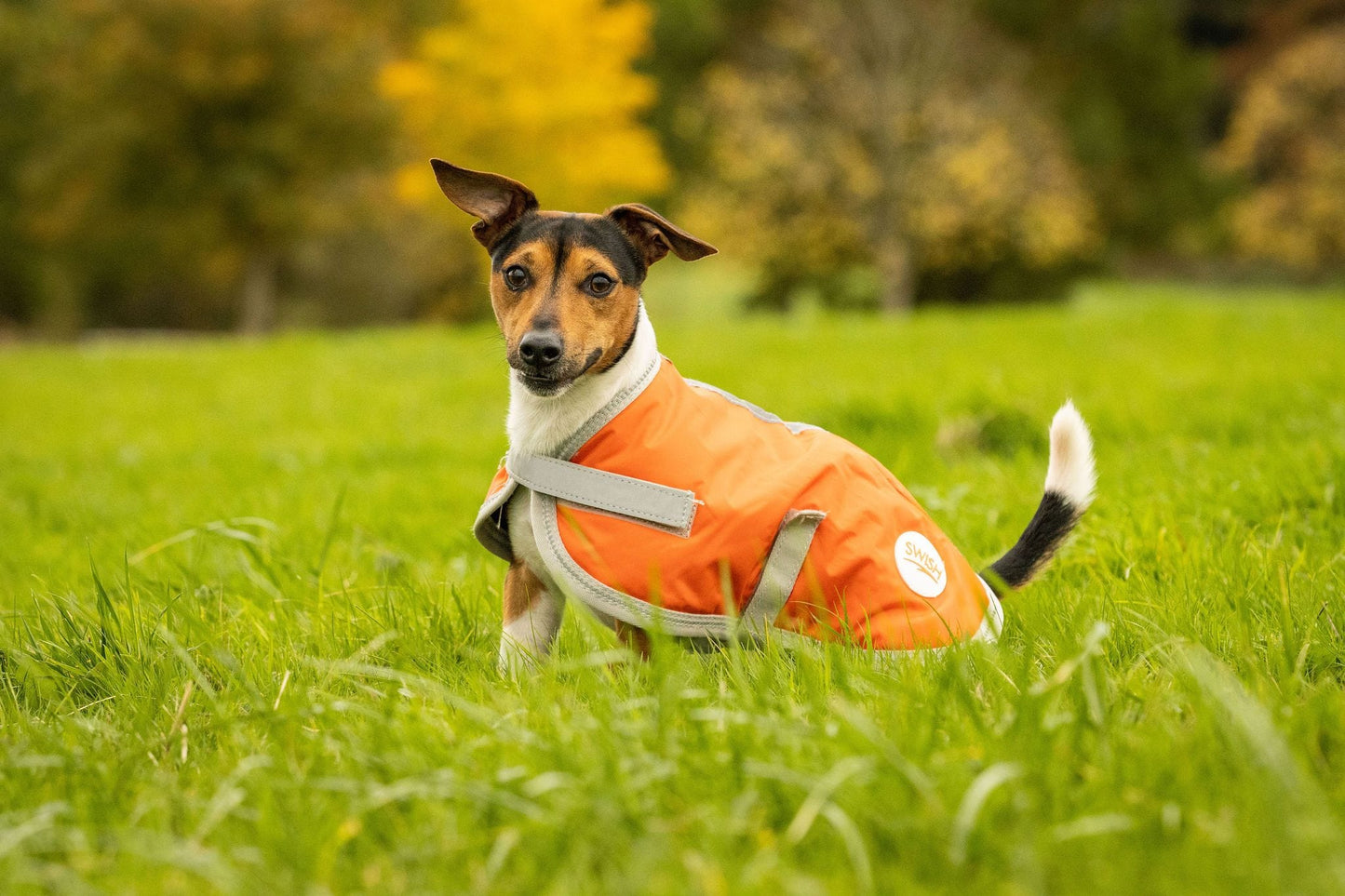 Waterproof Dog Coat - Orange