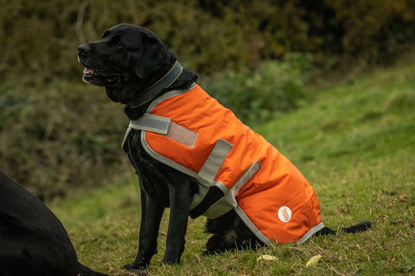 Classic 240g Waterproof Dog Coat - Orange