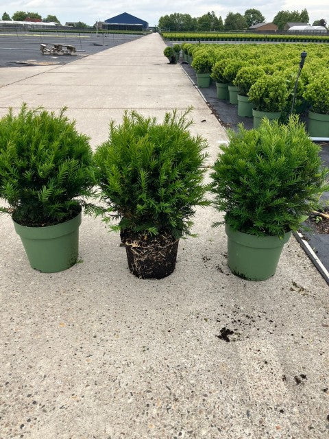 Yew Ball - Taxus Baccata Ball 6L / 7L / 10L / 22L
