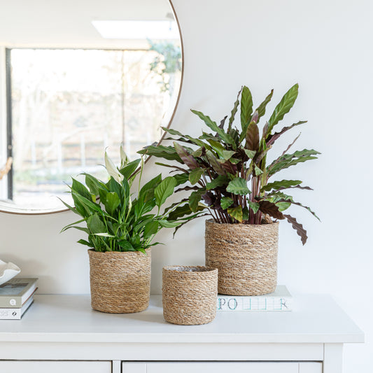 TheFoalyard Ivyline Theo Basket Planters Set of 2