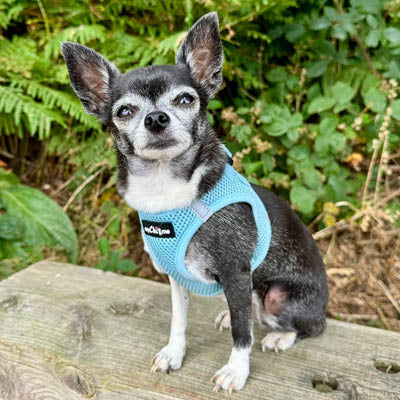 Tiny Trails Step In Air Mesh Puppy and Small Dog Harness Baby Blue