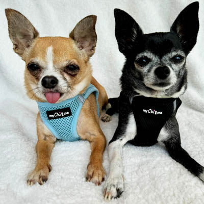 Tiny Trails Step In Air Mesh Puppy and Small Dog Harness Baby Blue