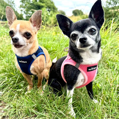 Tiny Trails Step In Air Mesh Puppy and Small Dog Harness Pink