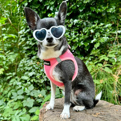 Tiny Trails Step In Air Mesh Puppy and Small Dog Harness Pink