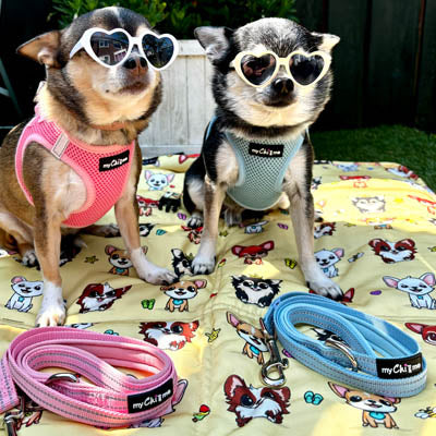 Tiny Trails Reflective 15mm Webbing Lead with Neoprene Handle Lining Baby Blue