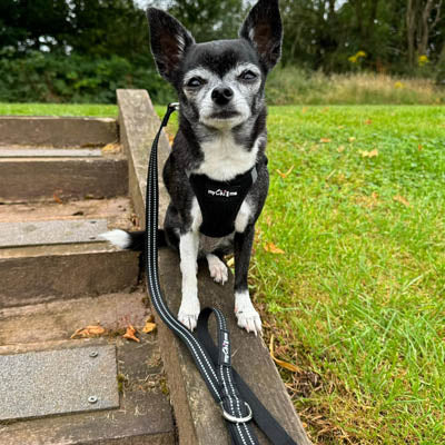 Tiny Trails Reflective 15mm Webbing Lead with Neoprene Handle Lining Black