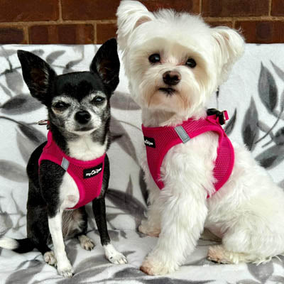 Tiny Trails Step In Air Mesh Puppy and Small Dog Harness Hot Pink