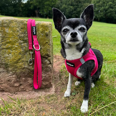 Tiny Trails Step In Air Mesh Puppy and Small Dog Harness Hot Pink