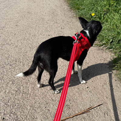 Tiny Trails Reflective 15mm Webbing Lead with Neoprene Handle Lining Red