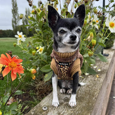 Tiny Trails Step In Luxury Leopard Puppy and Small Dog Harness