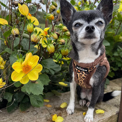 Tiny Trails Step In Luxury Leopard Puppy and Small Dog Harness