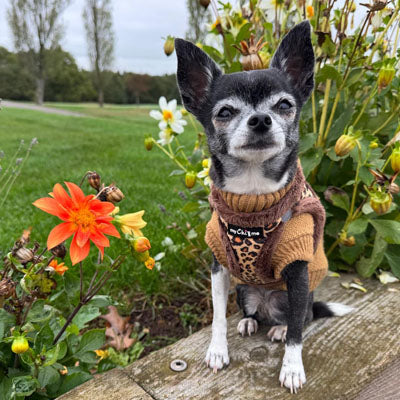 Tiny Trails Step In Luxury Leopard Puppy and Small Dog Harness