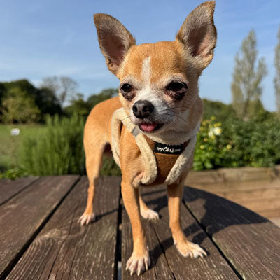 Tiny Trails Step In Soft Touch Suede Effect Faux Fur Lined Puppy and Small Dog Harness Mocha