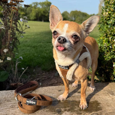 Tiny Trails 15mm Wide Suede Effect Lead with Neoprene Handle Lining Mocha