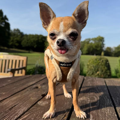 Tiny Trails Step In Soft Touch Suede Effect Faux Fur Lined Puppy and Small Dog Harness Mocha