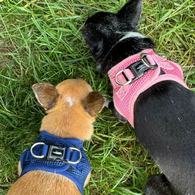 Tiny Trails Step In Air Mesh Puppy and Small Dog Harness Pink
