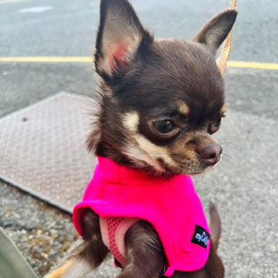 Tiny Toastie Water Repellent Fleece Dog Coat by My Chi and Me Hot Pink