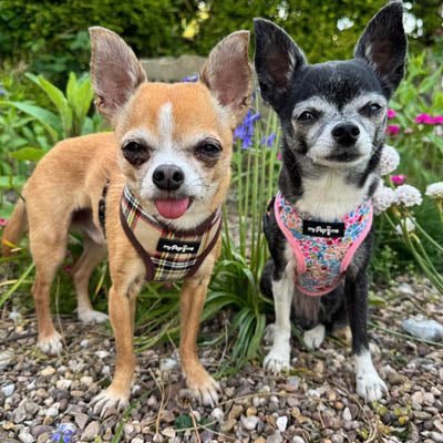 Luxury Meadow Floral Harness by My Pup and Me