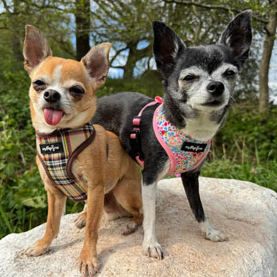 Luxury Meadow Floral Harness by My Pup and Me