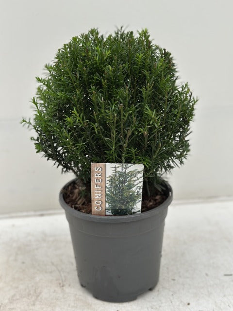 Yew Ball - Taxus Baccata Ball 2L / 6L / 7L / 10L / 22L