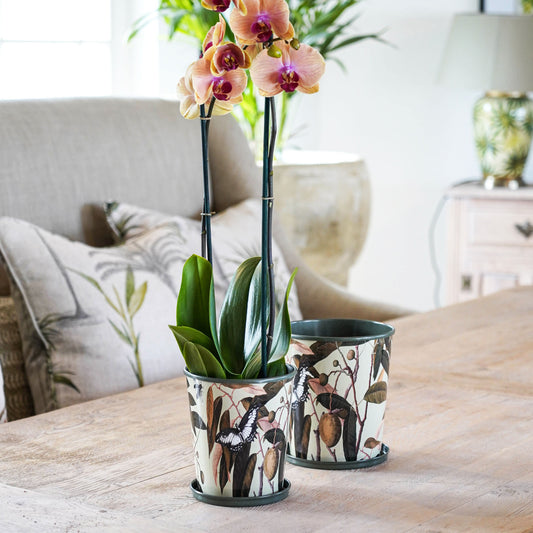 TheFoalyard Ivyline Kew Royal Botanic Gardens Botanical Retreat Planters With Saucer orchid